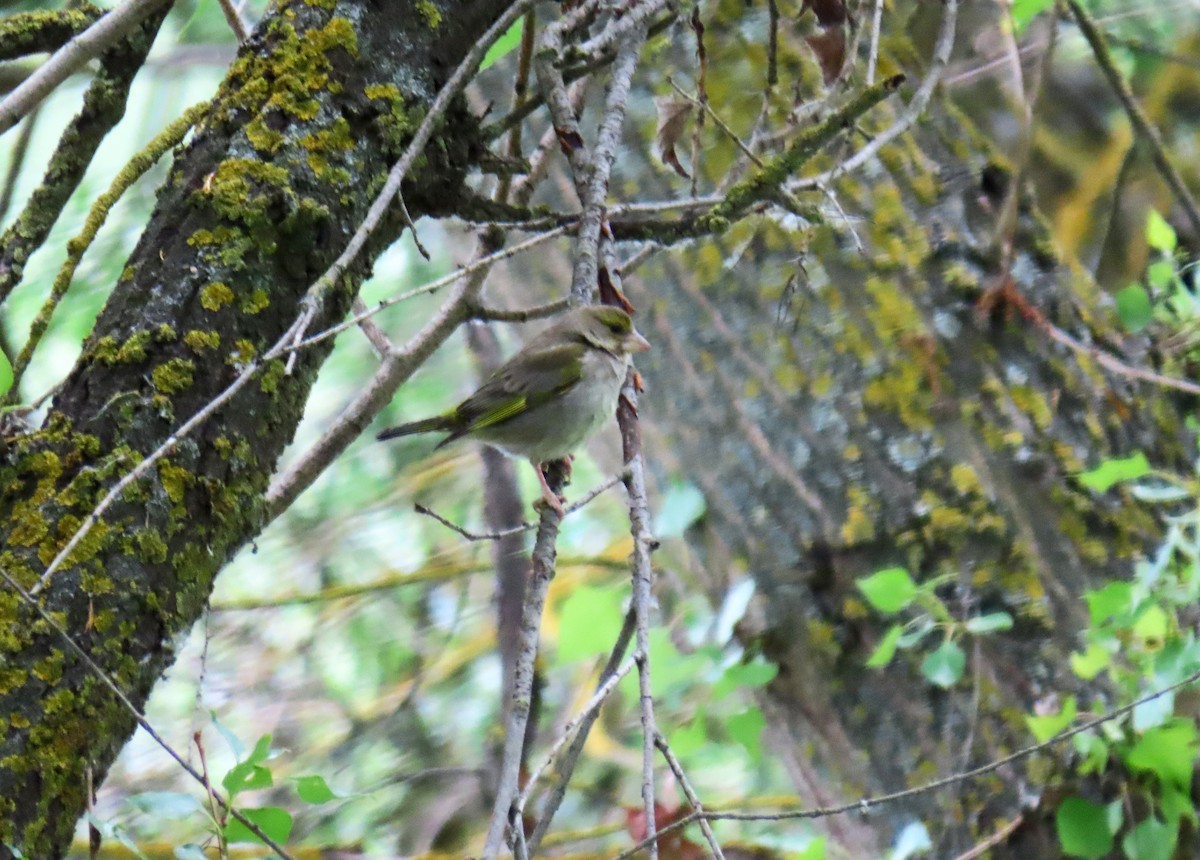 European Greenfinch - Francisco Javier Calvo lesmes