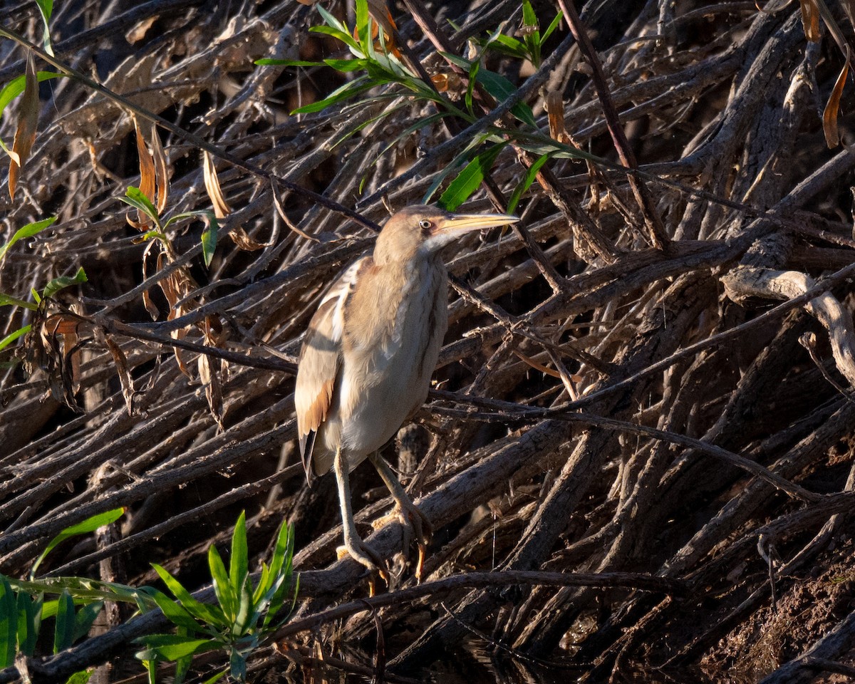 Least Bittern - Terri Kurtz