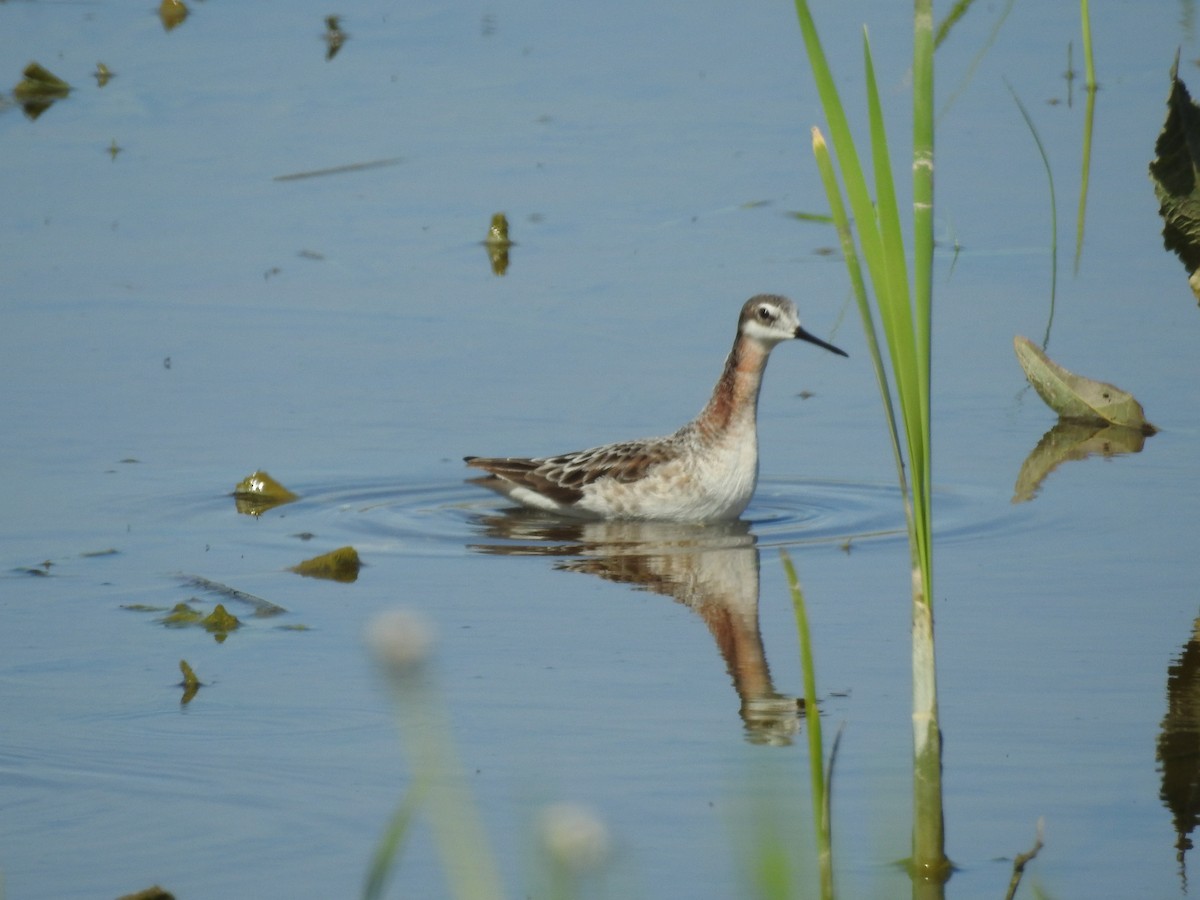 Wilson's Phalarope - ML619080829