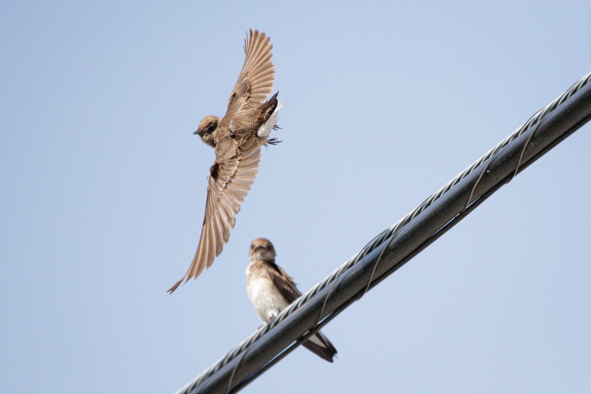 Northern Rough-winged Swallow - Catherine Holland