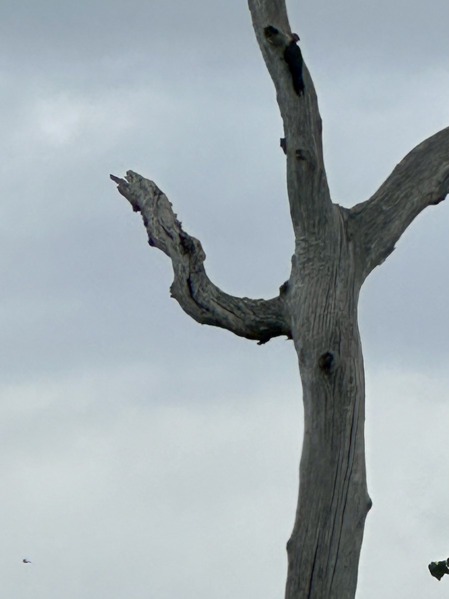 Pileated Woodpecker - Larry Littrell