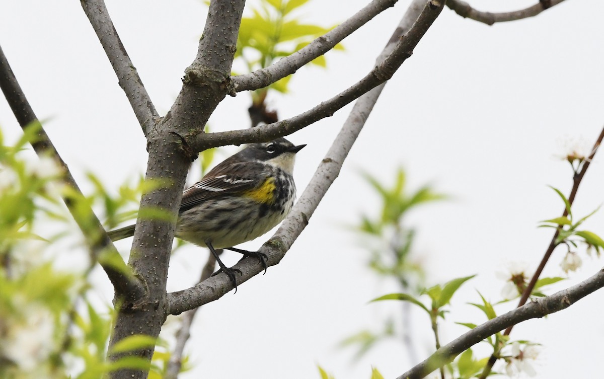 Yellow-rumped Warbler - jean pierre machet