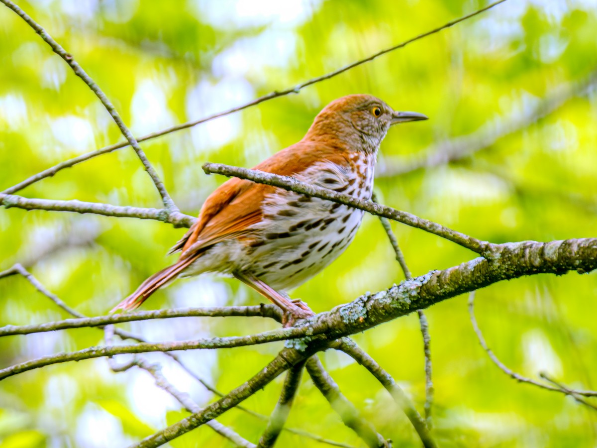 Brown Thrasher - Corey Bellis