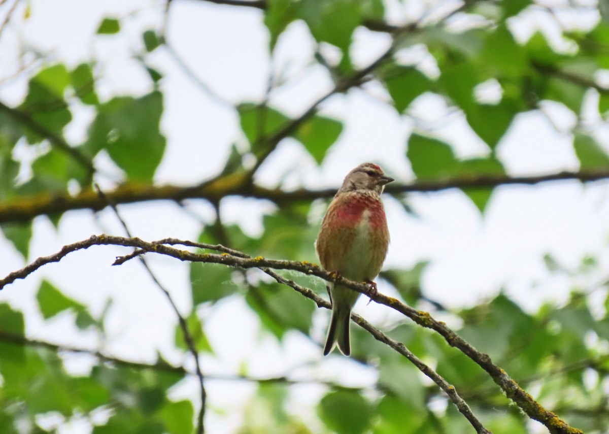 Eurasian Linnet - ML619080893