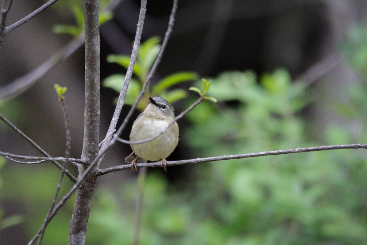 Black-throated Blue Warbler - Catherine Holland