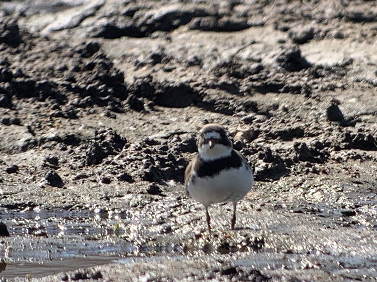 Semipalmated Plover - Andy McGivern