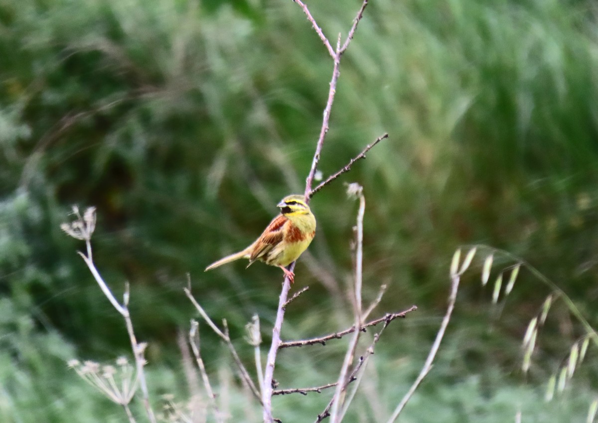 Cirl Bunting - ML619080927