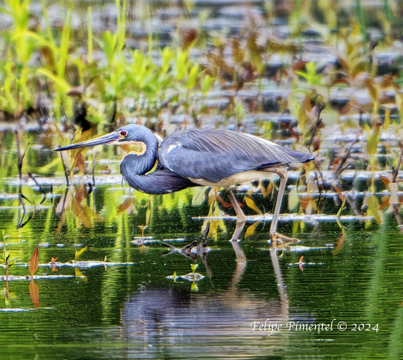 Tricolored Heron - ML619080942