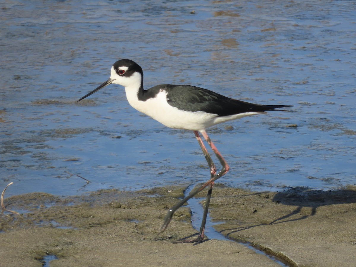 Black-necked Stilt - ML619080944