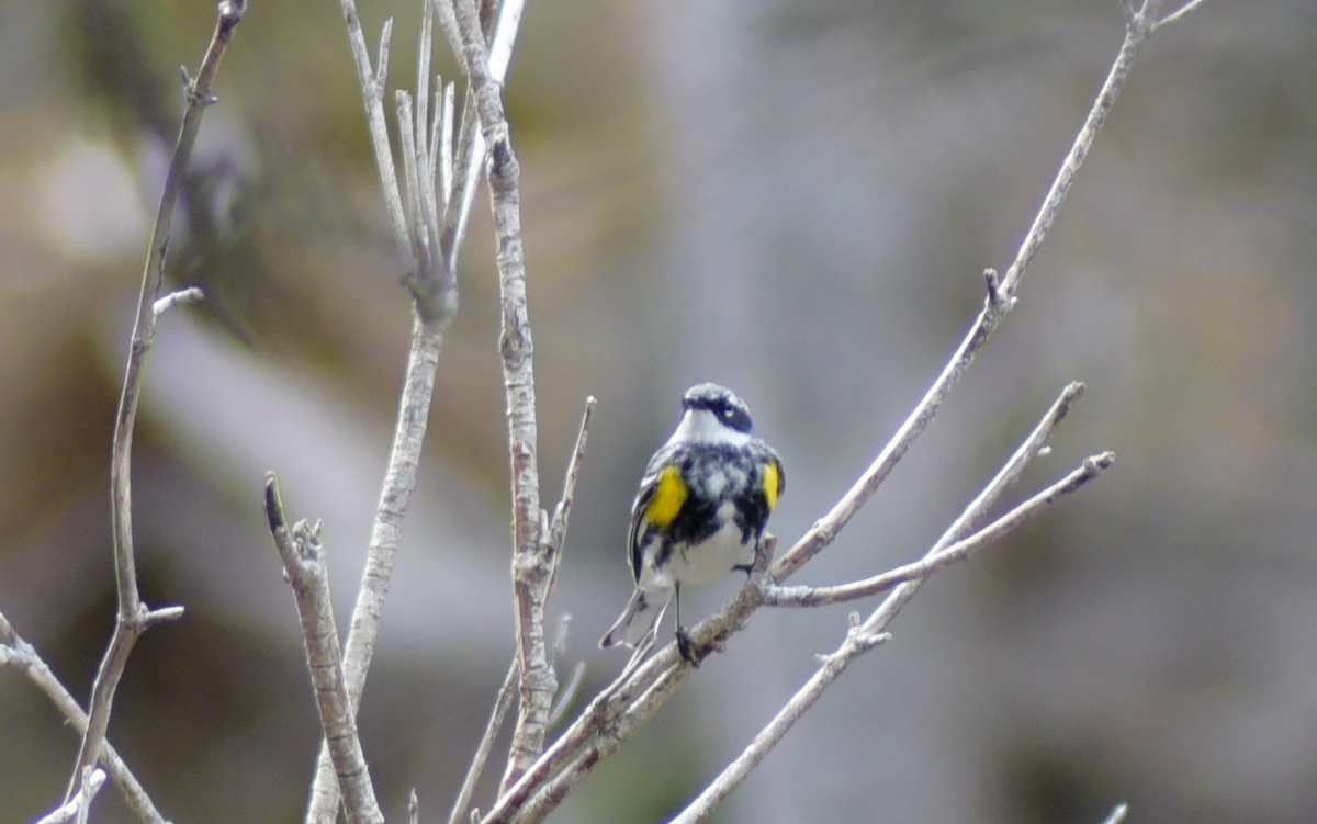 Yellow-rumped Warbler - Guillaume Perron