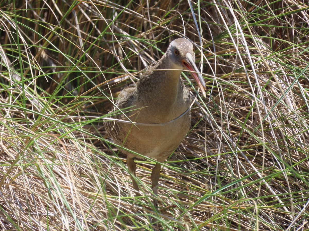 Clapper Rail - ML619080981