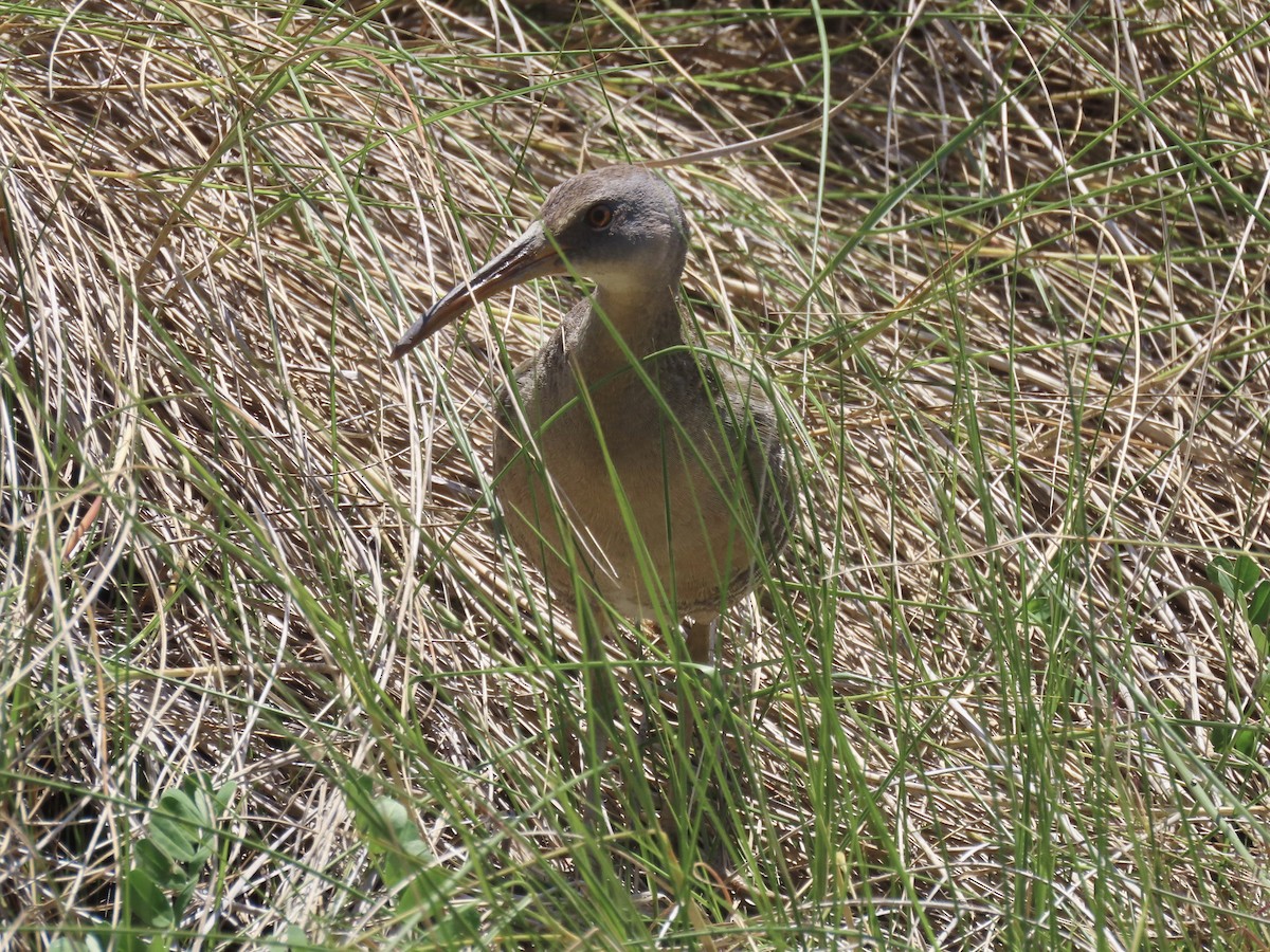 Clapper Rail - Port of Baltimore