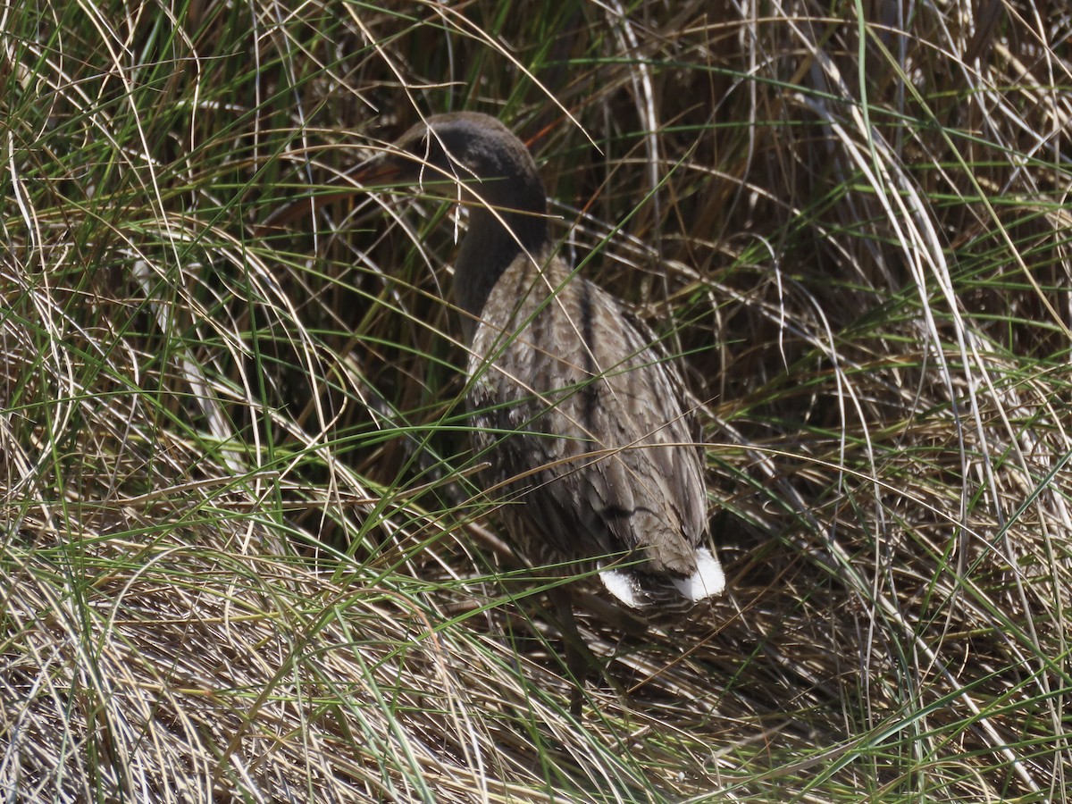 Clapper Rail - Port of Baltimore