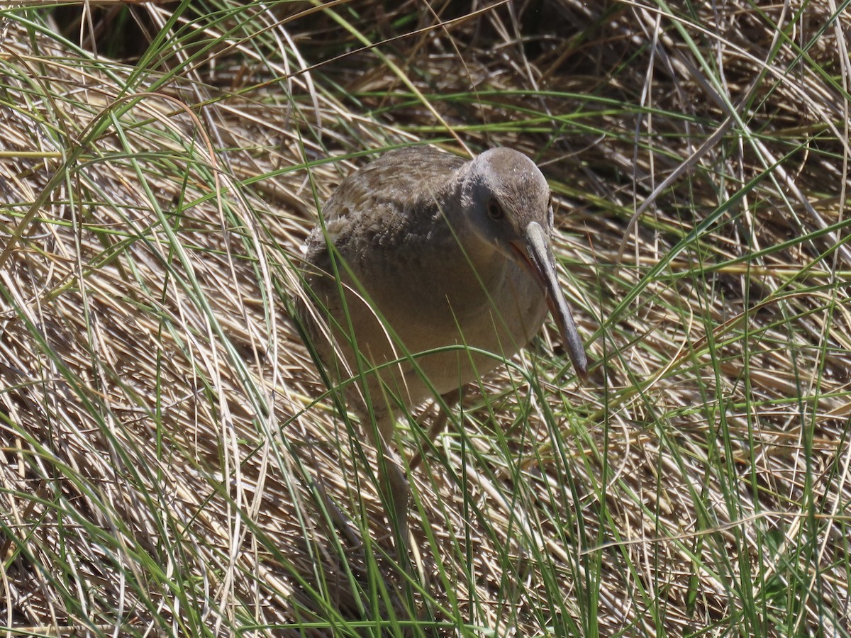 Clapper Rail - ML619080987