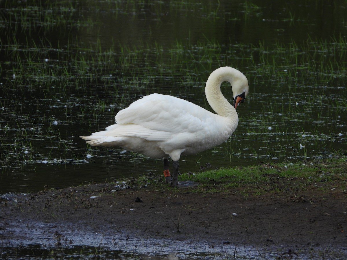 Mute Swan - stephen  carter