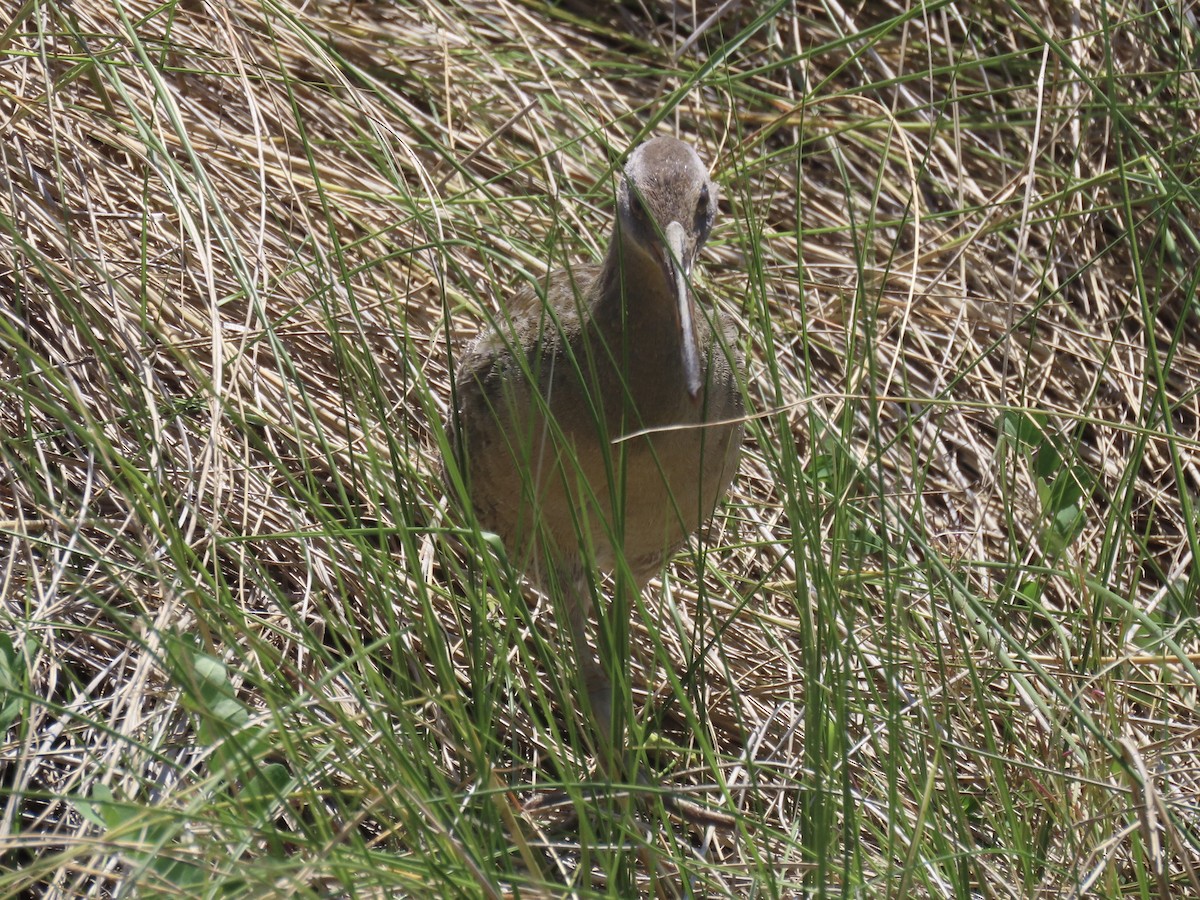 Clapper Rail - Port of Baltimore