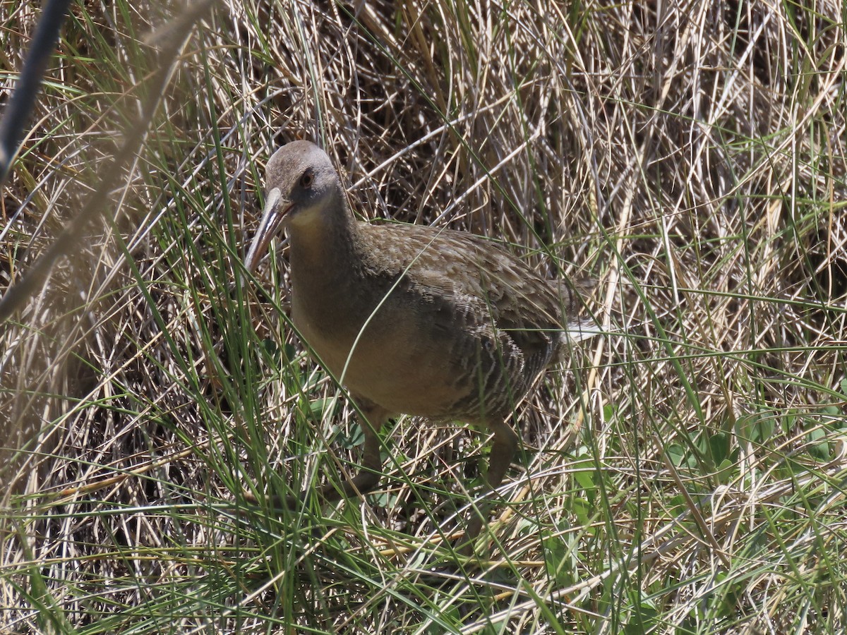 Clapper Rail - Port of Baltimore