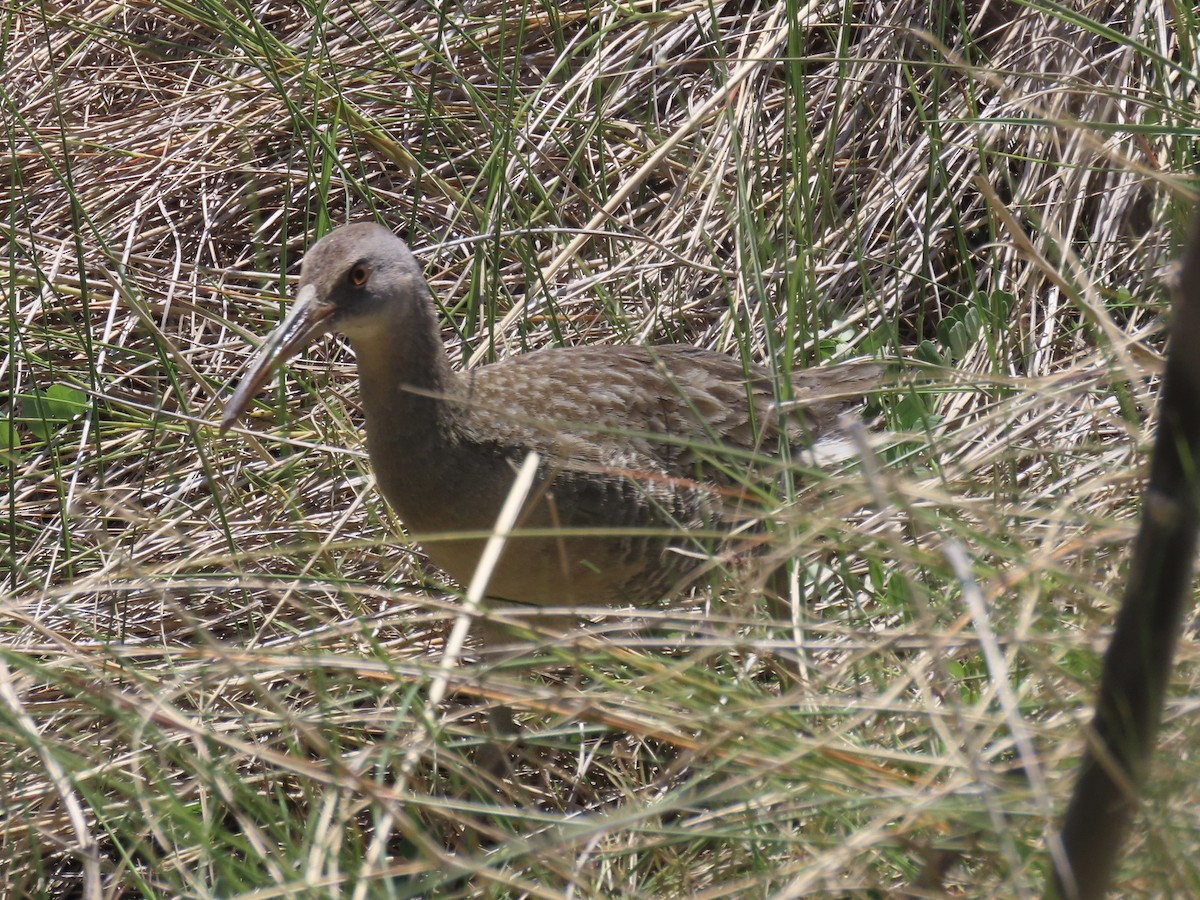 Clapper Rail - ML619080994