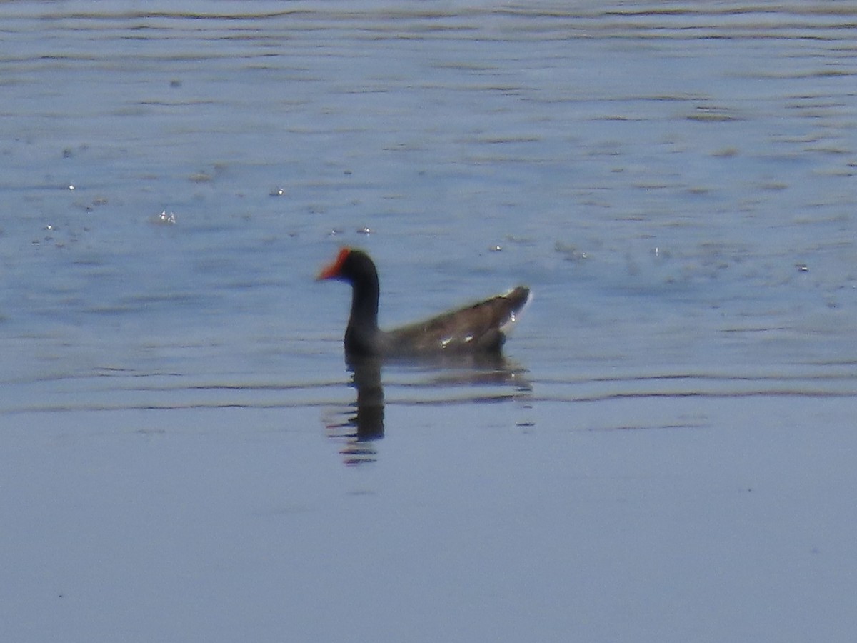 Common Gallinule - Port of Baltimore