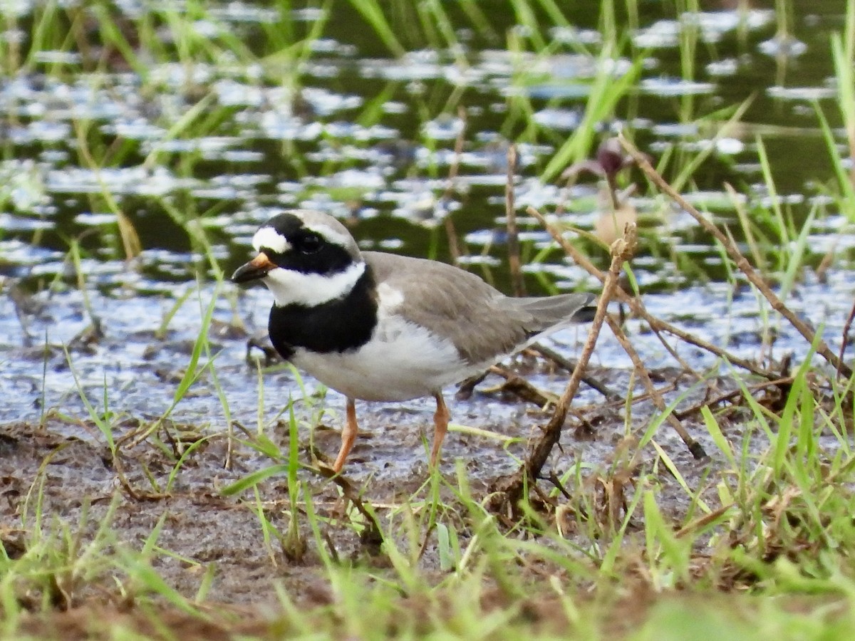 Common Ringed Plover - stephen  carter