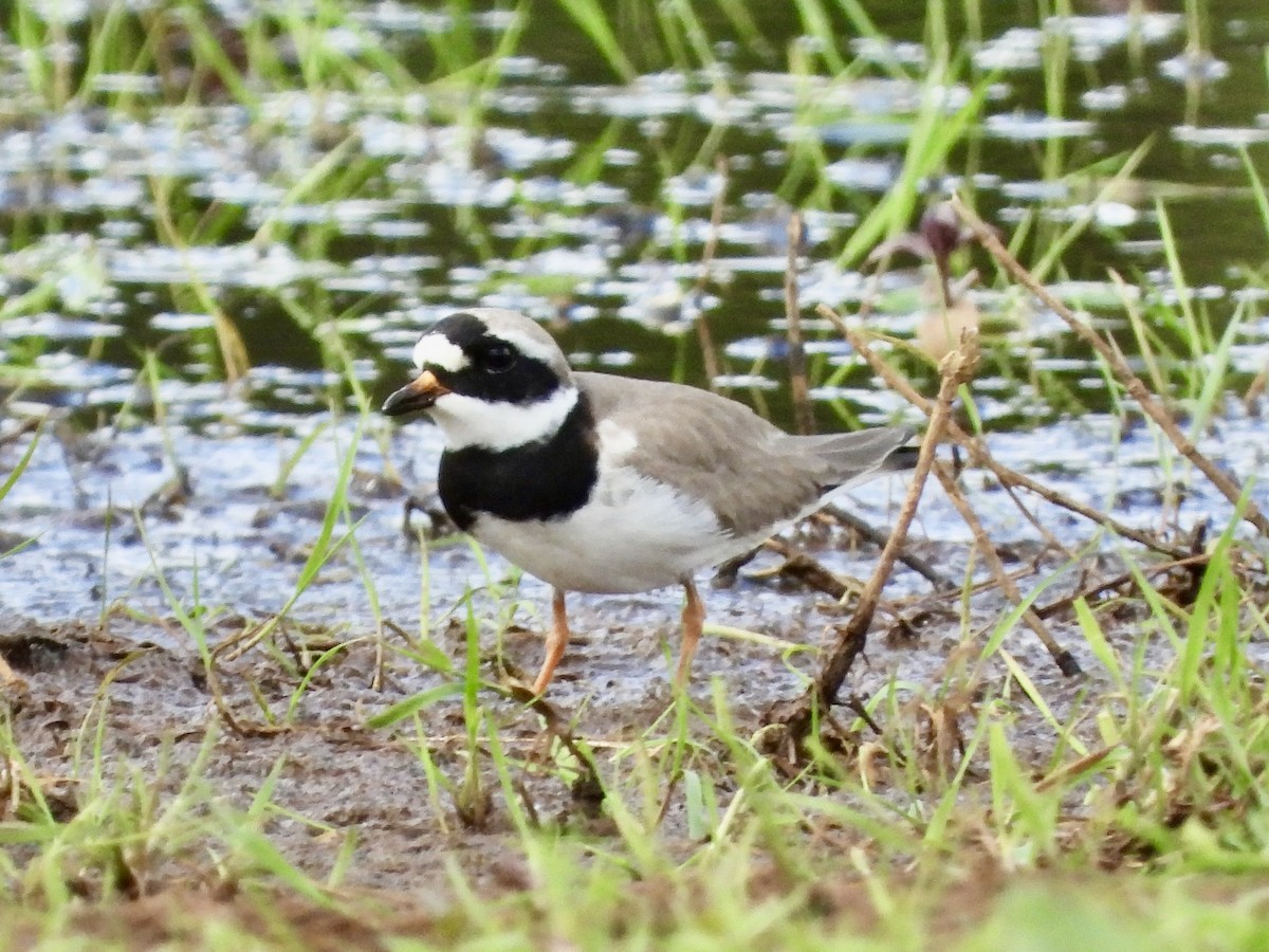 Common Ringed Plover - stephen  carter