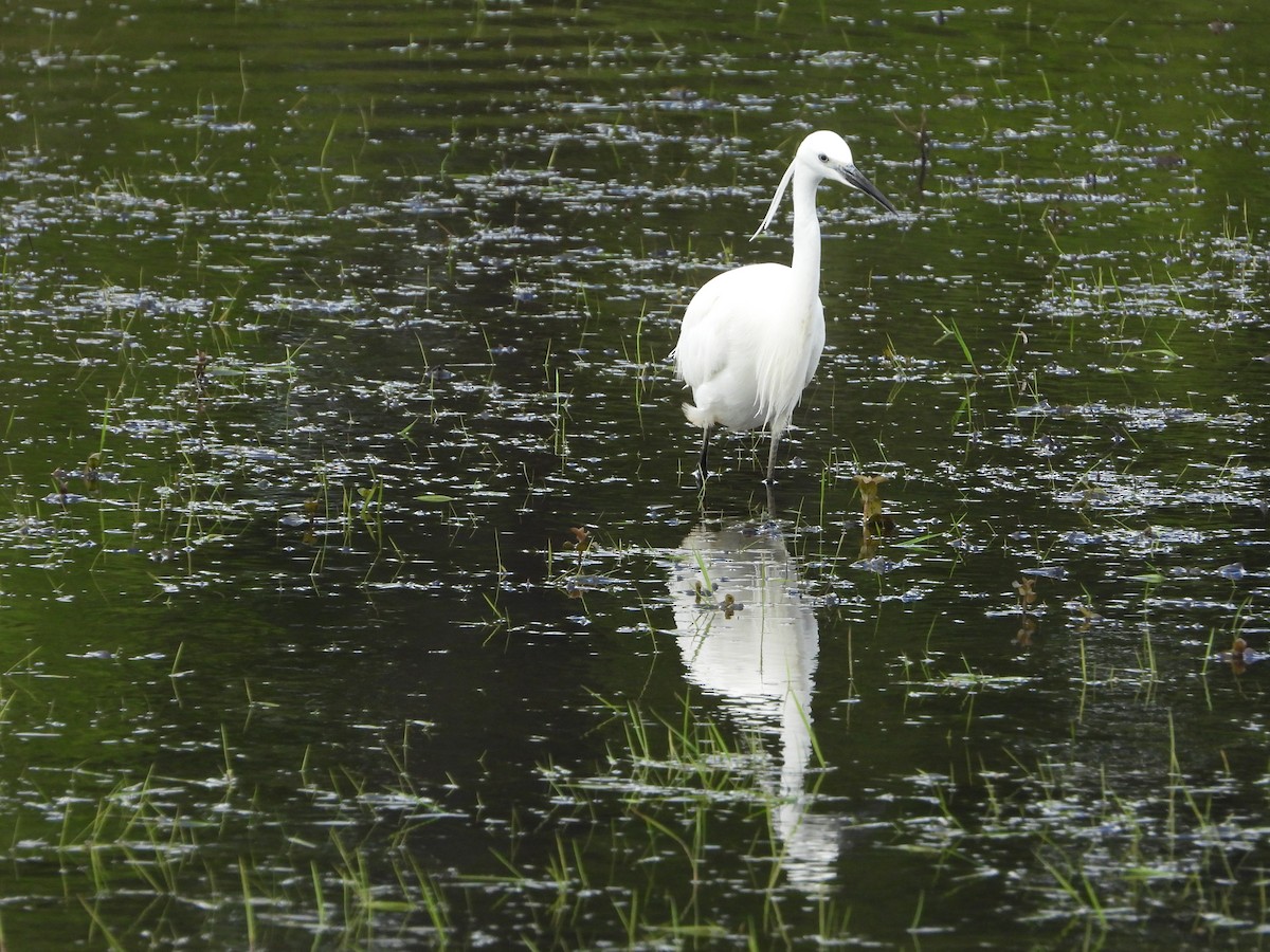 Little Egret - stephen  carter