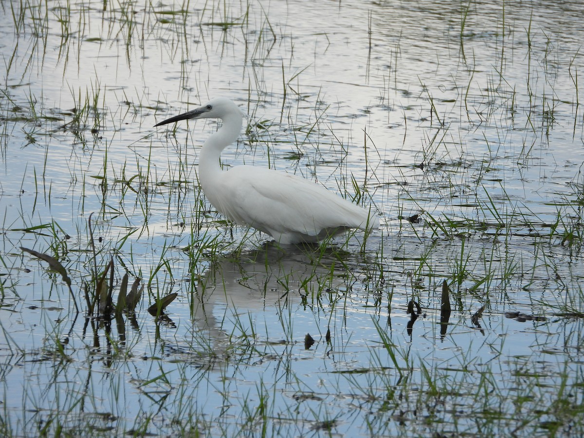 Little Egret - stephen  carter