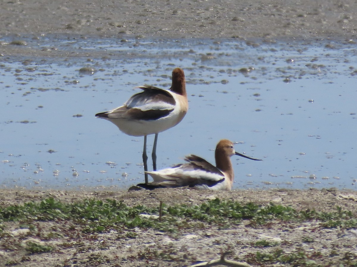 American Avocet - ML619081037