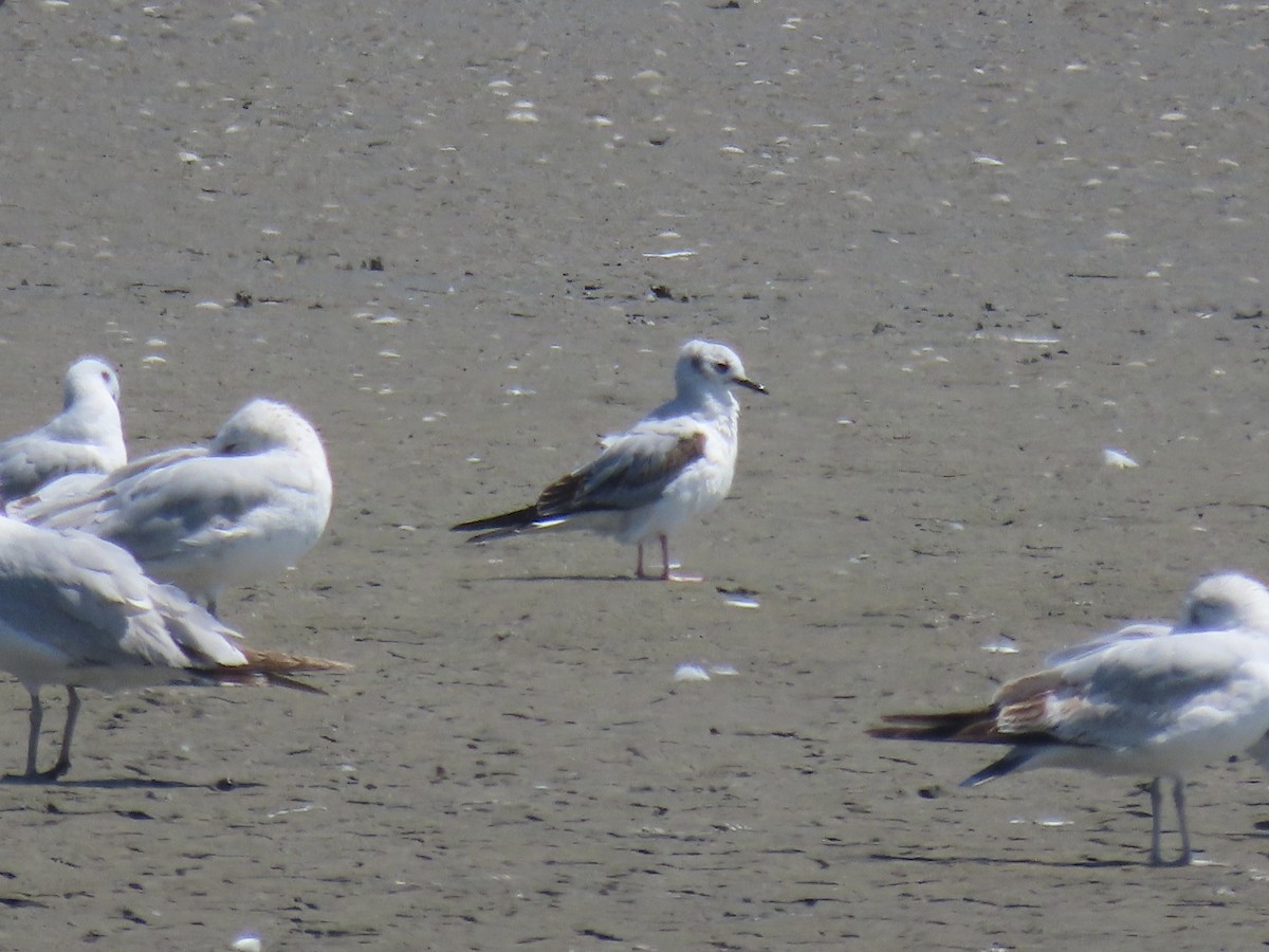 Bonaparte's Gull - Port of Baltimore