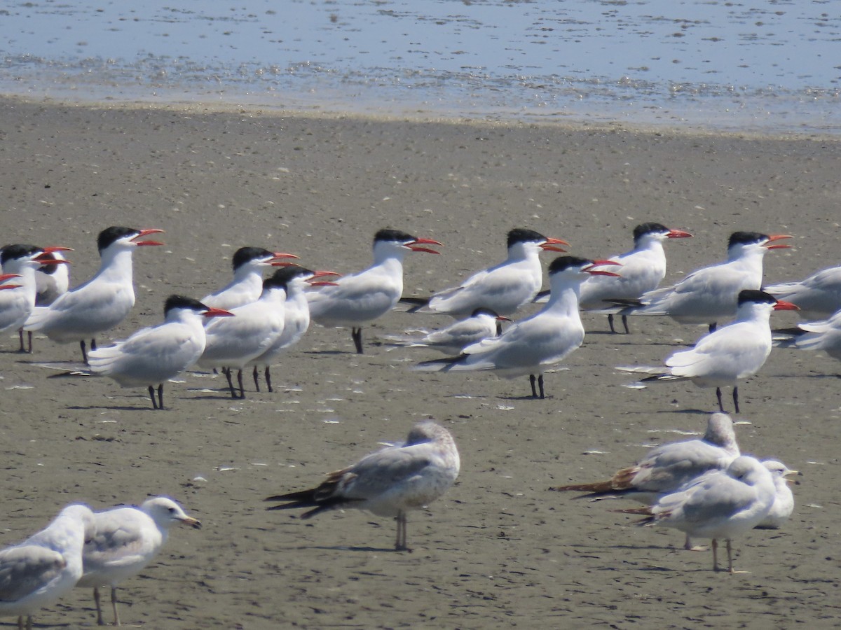 Caspian Tern - Port of Baltimore