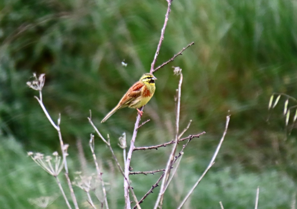 Cirl Bunting - ML619081050