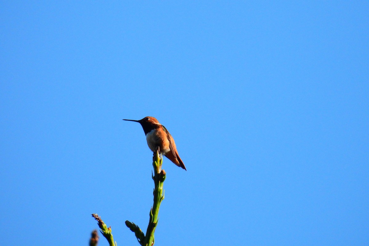 Allen's Hummingbird - Leah Alcyon