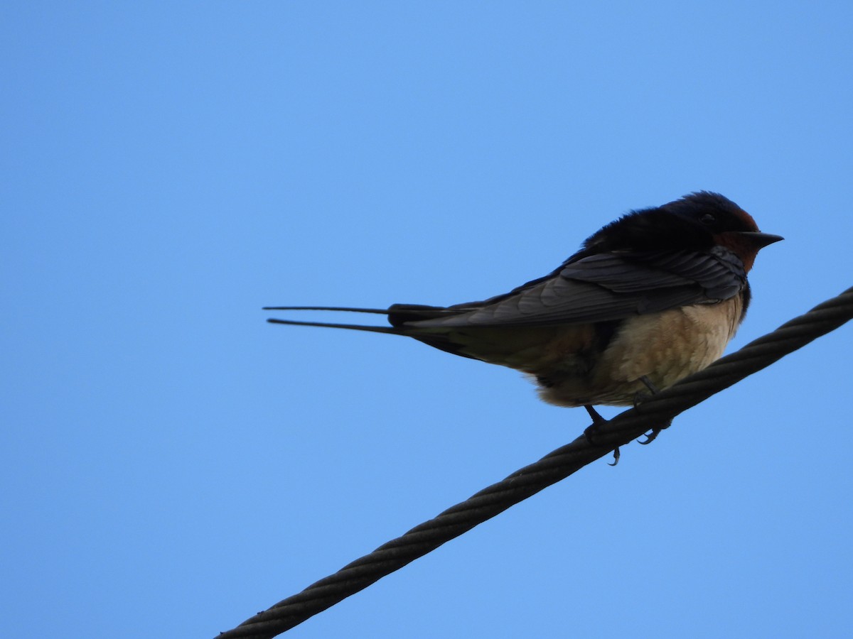 Barn Swallow - stephen  carter