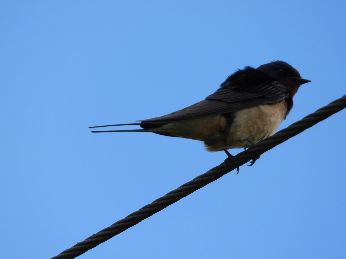 Barn Swallow - stephen  carter