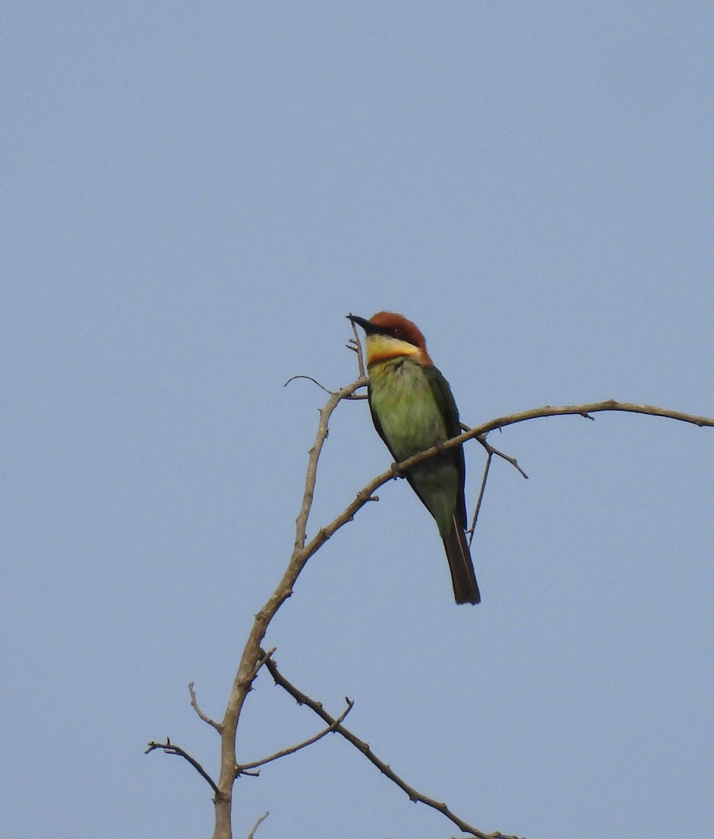 Chestnut-headed Bee-eater - Sahana M