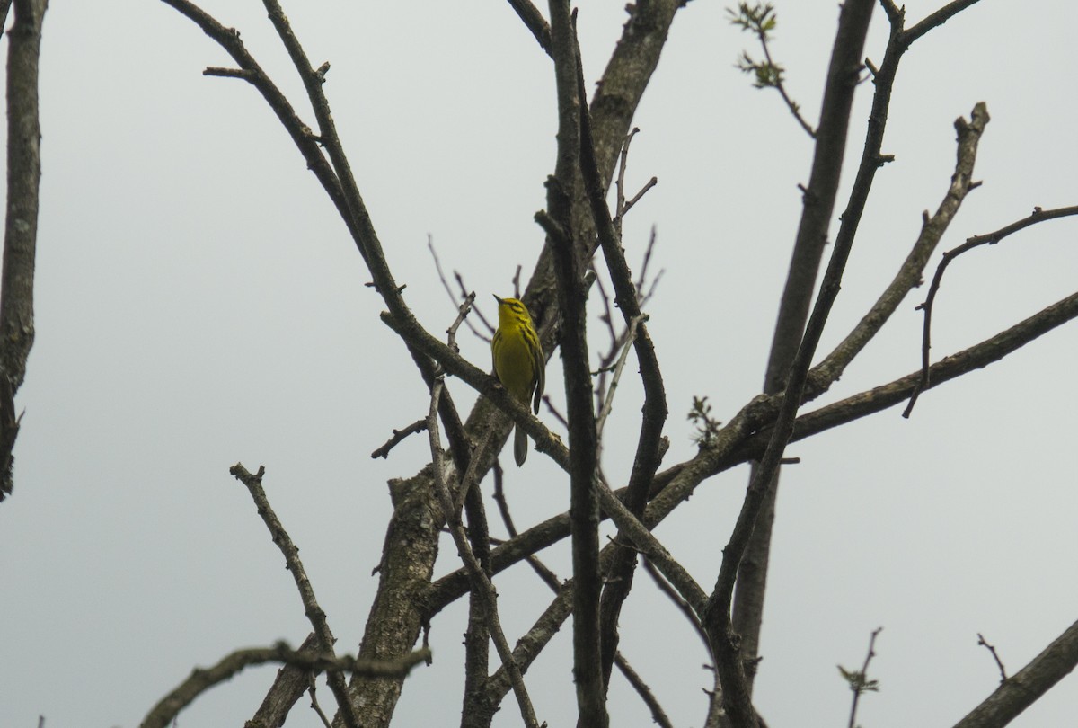 Prairie Warbler - Stella Mascari