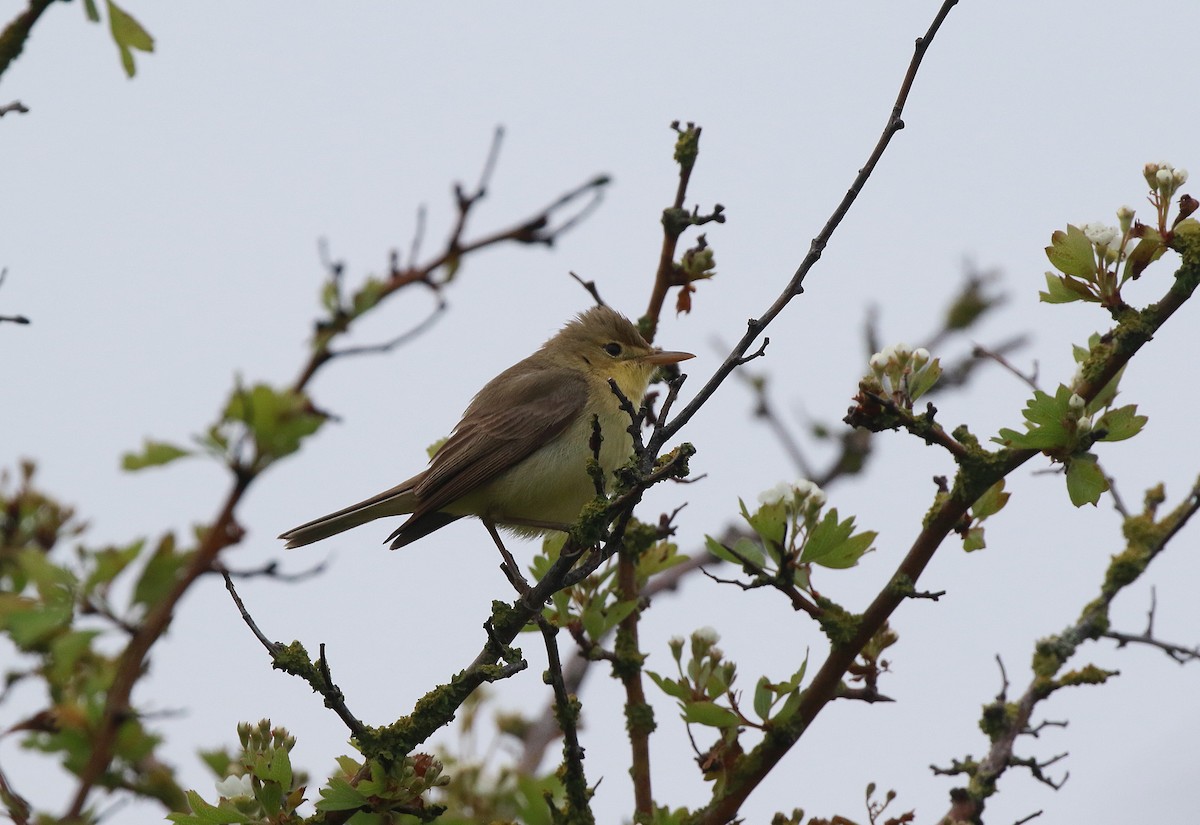 Melodious Warbler - ML619081129