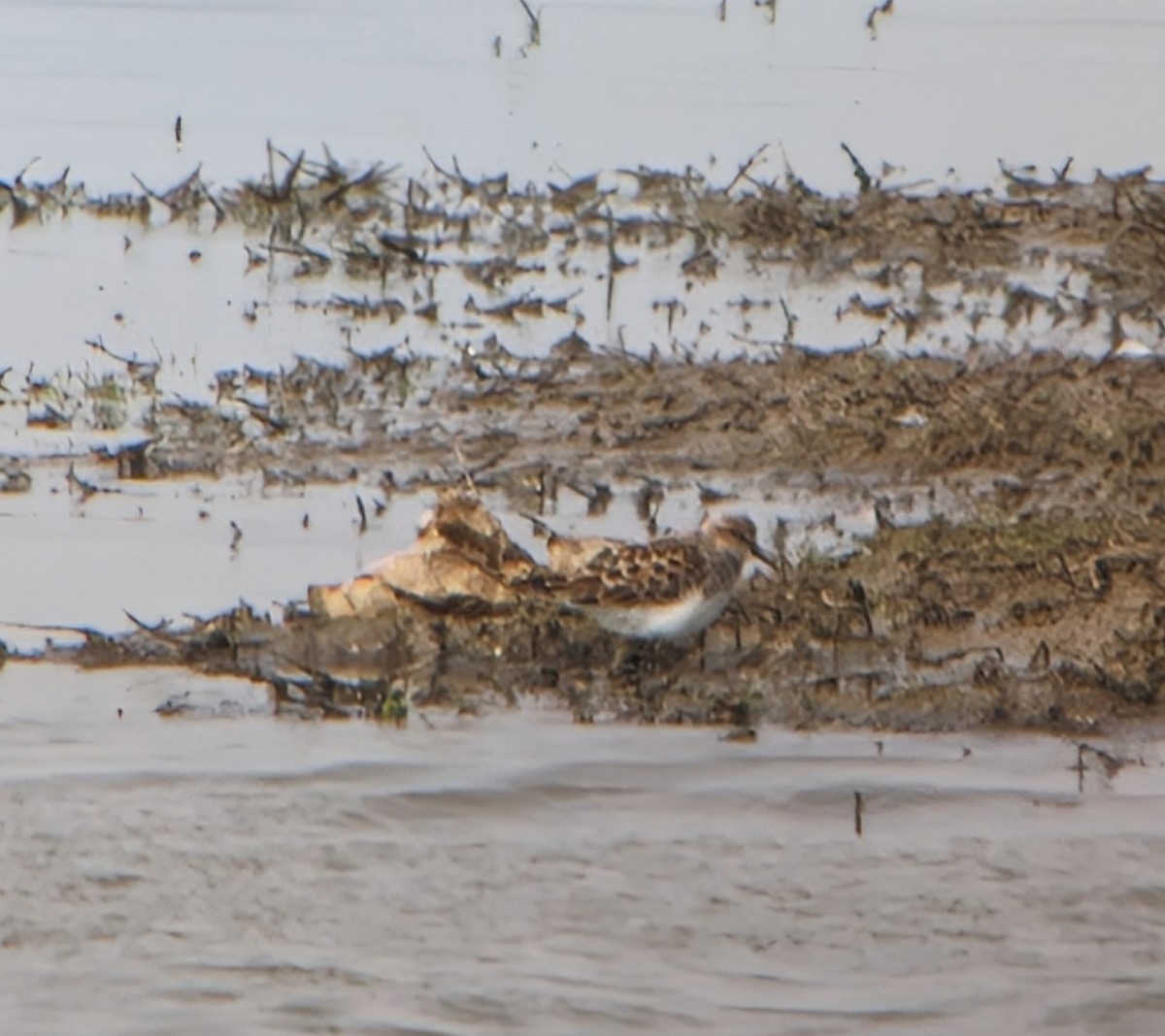 Little Stint - Alison Stevenson