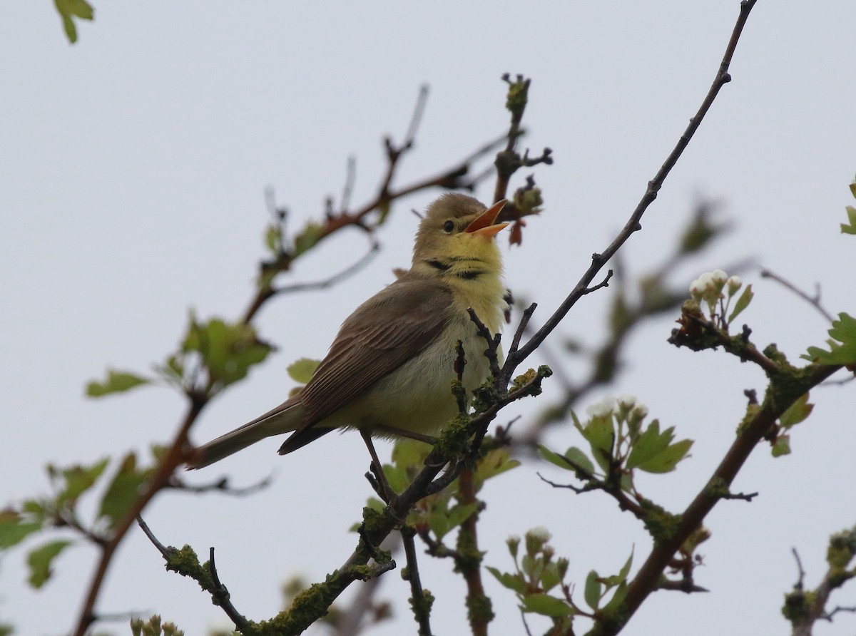 Melodious Warbler - ML619081140