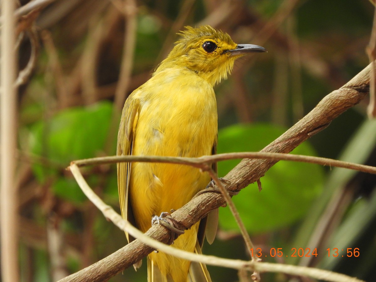 Yellow-browed Bulbul - ML619081142