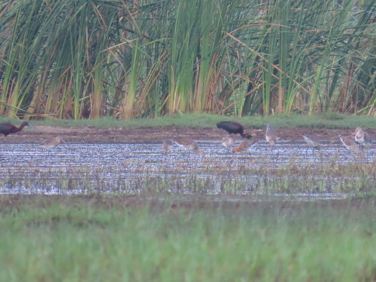 Black-tailed Godwit - ML619081143