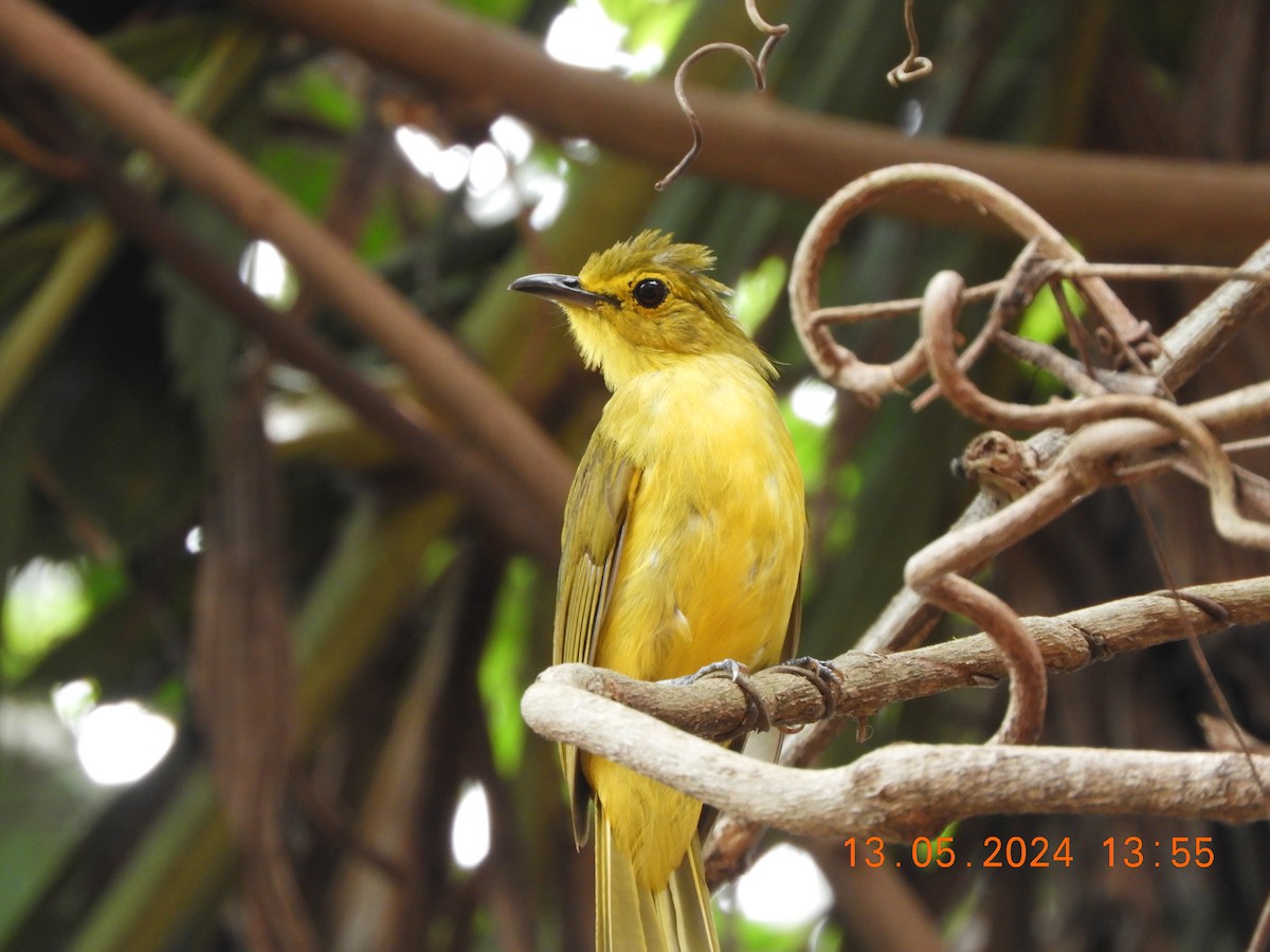 Yellow-browed Bulbul - HARIHARAN T V