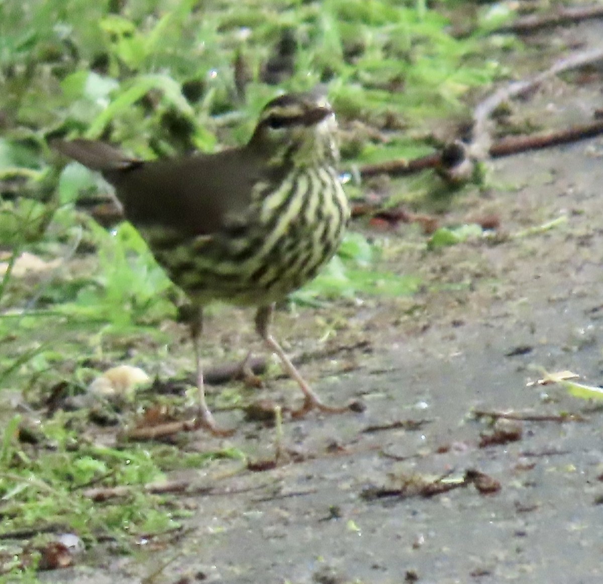 Northern Waterthrush - ML619081172