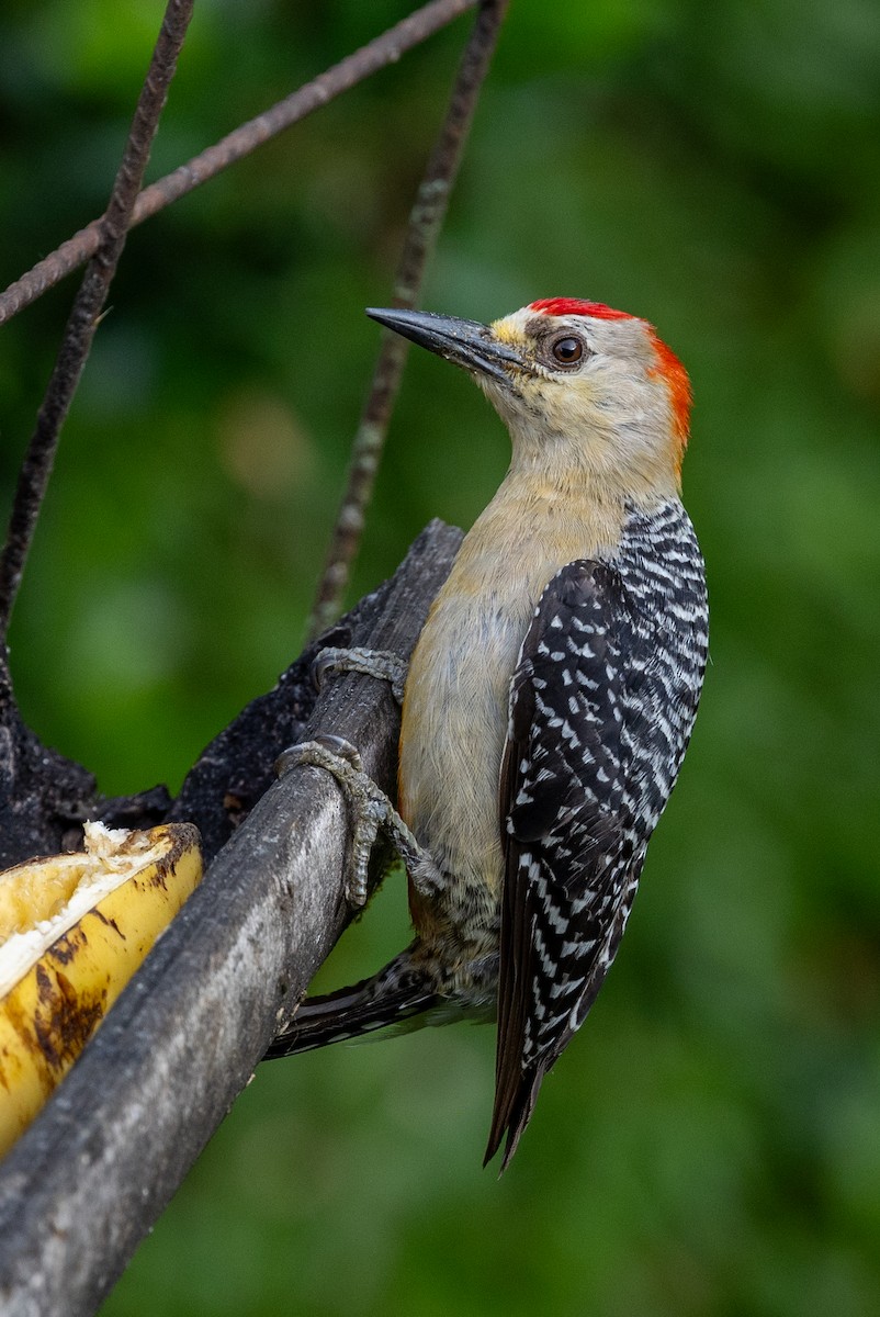 Red-crowned Woodpecker - Lutz Duerselen