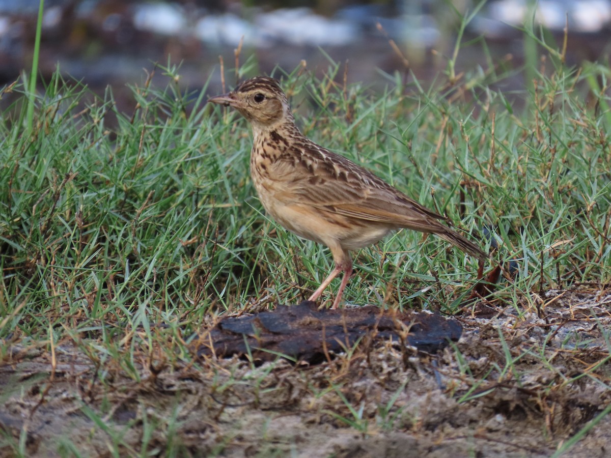 Oriental Skylark - ML619081174