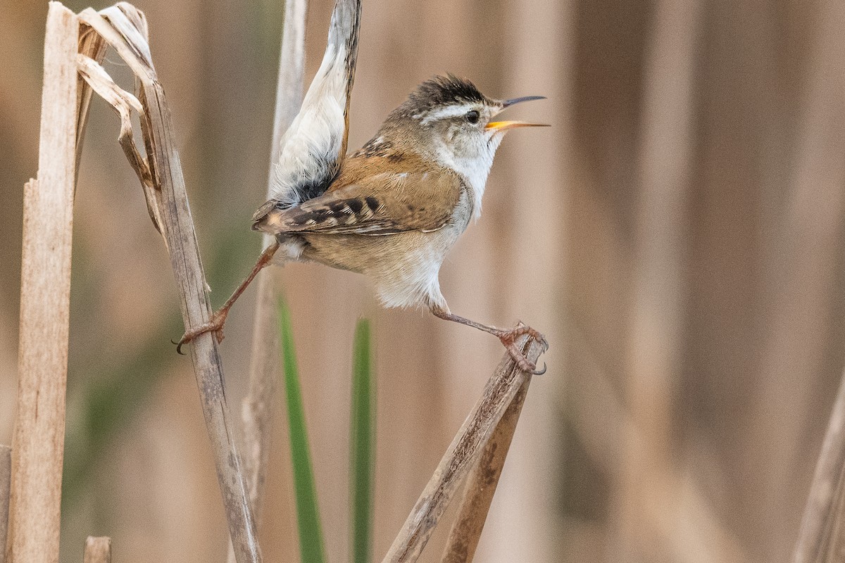 Marsh Wren - Terrence Jackson