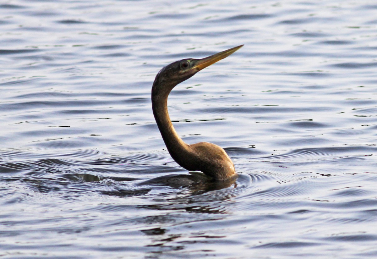 Anhinga - ML619081212