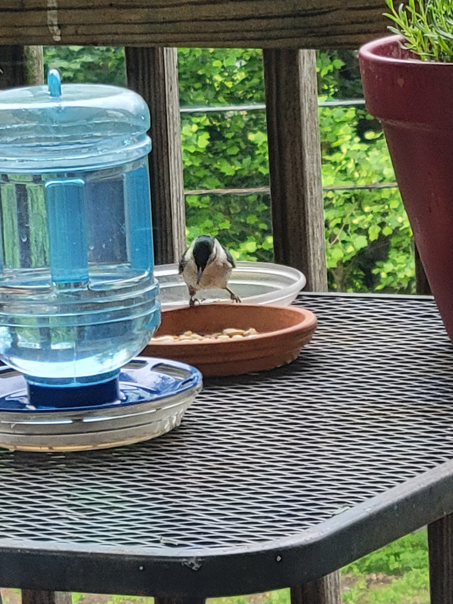 White-breasted Nuthatch (Eastern) - Kimberly Cavanah