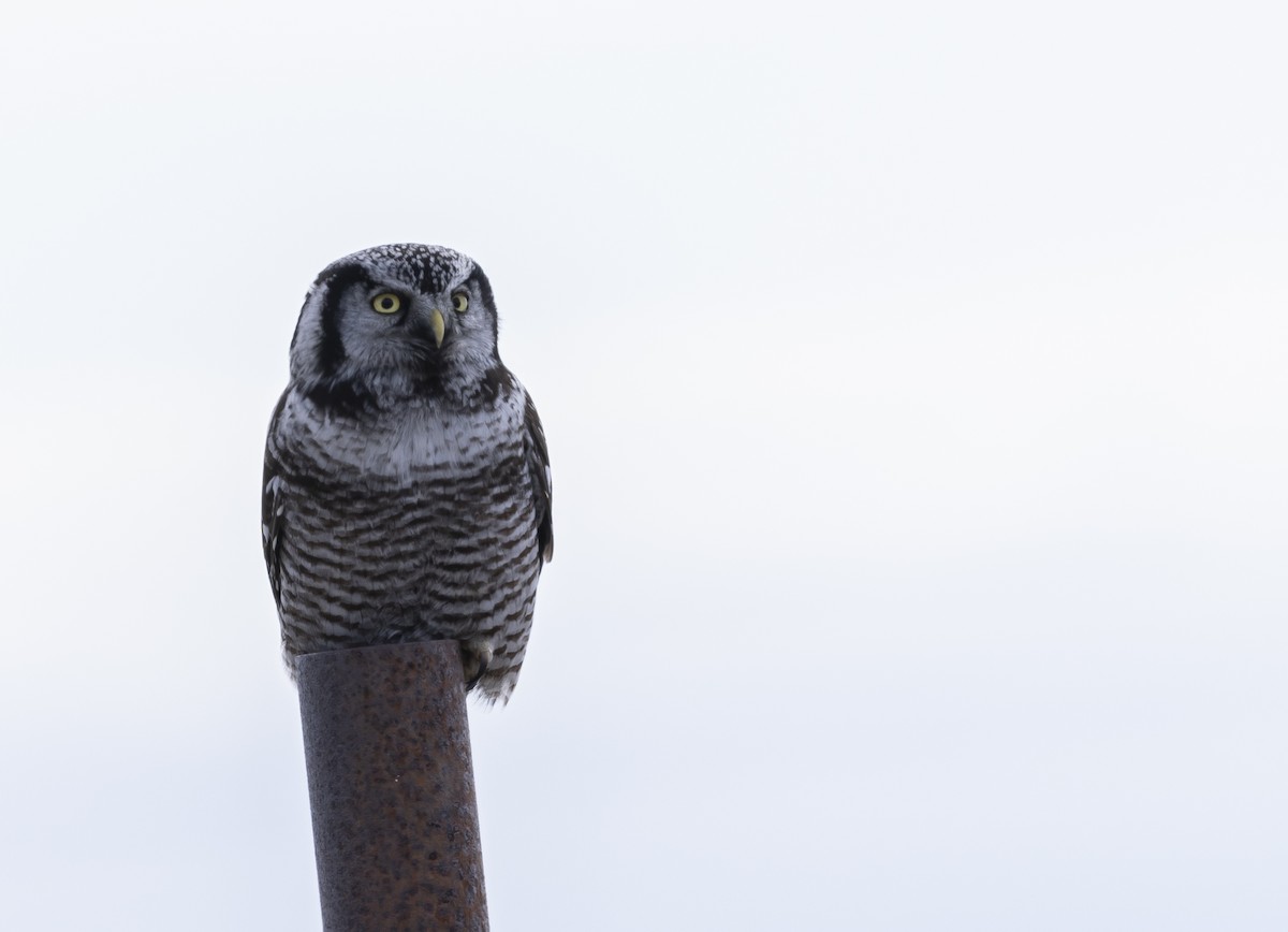 Northern Hawk Owl - Nick Hajdukovich