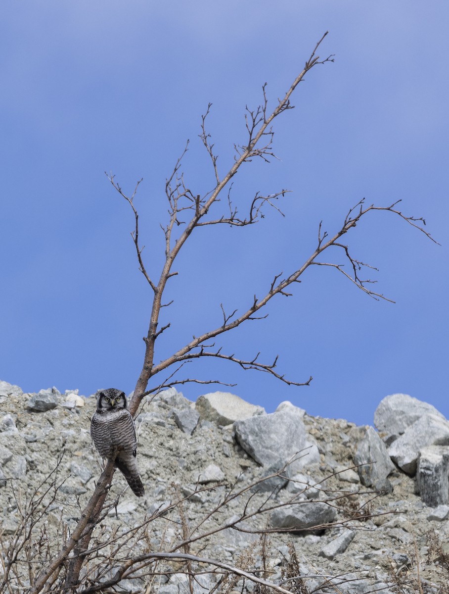 Northern Hawk Owl - ML619081254